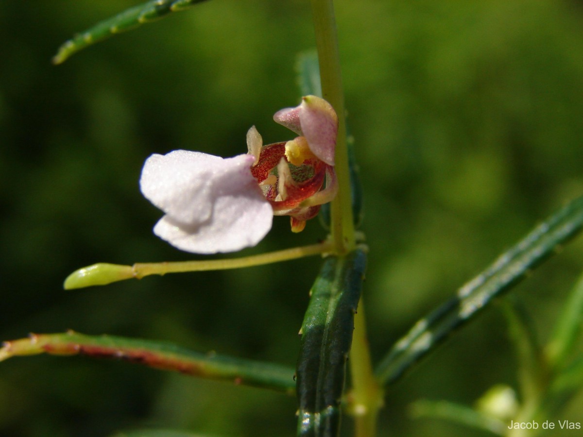 Impatiens oppositifolia L.